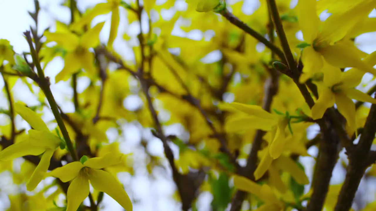 Pequeñas Flores Amarillas De Un Gran Arbusto Meciéndose Con El Viento En Un Hermoso Jardín