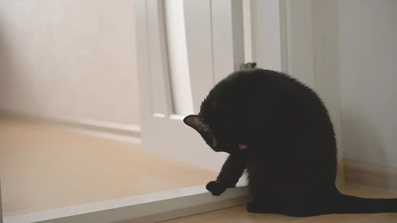 Lindo Gato Negro Lamiéndose En Casa 1