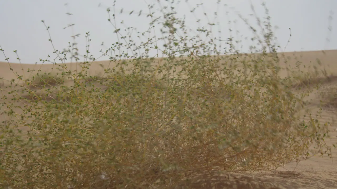 Close Up Of Desert Shrubs Blowing In The Wind