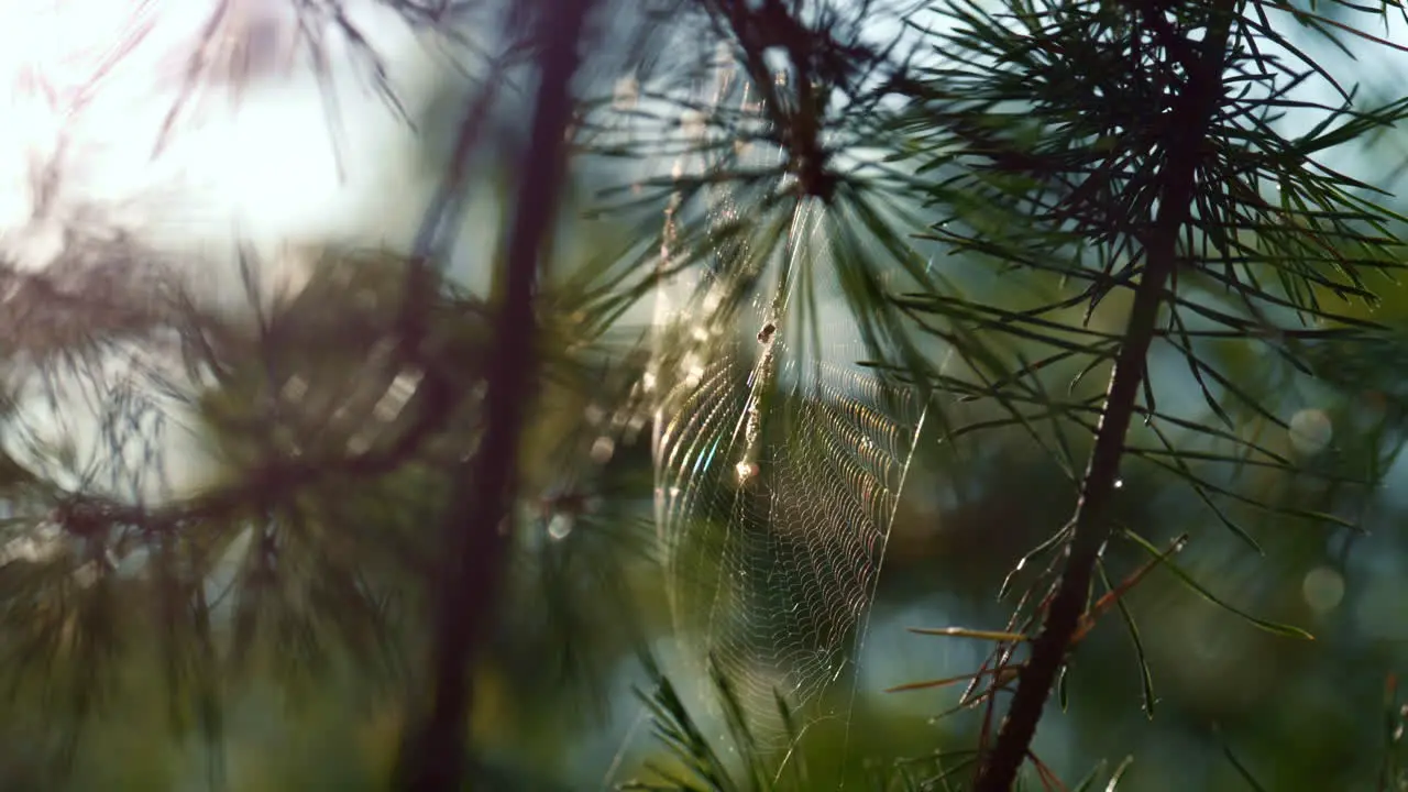 Wind swaying forest cobweb in sunshine spring countryside Close up spider web