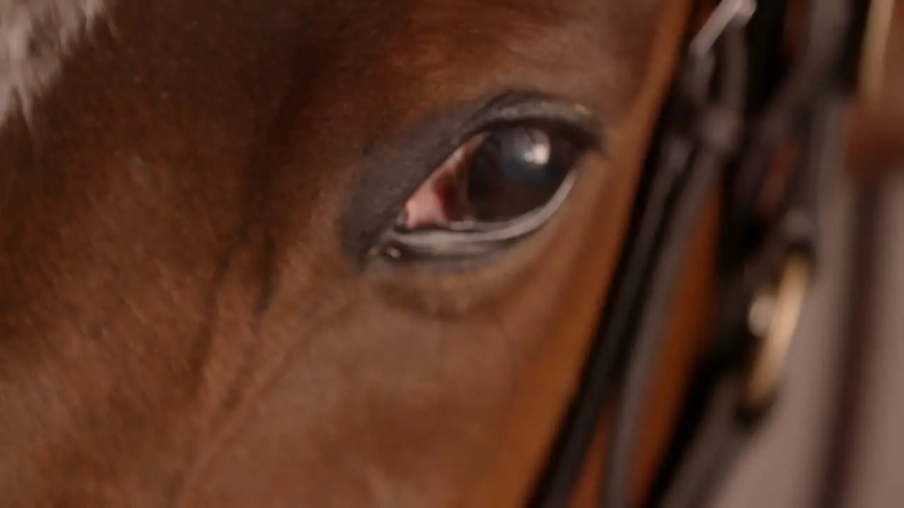 Racehorse Eye Closeup 