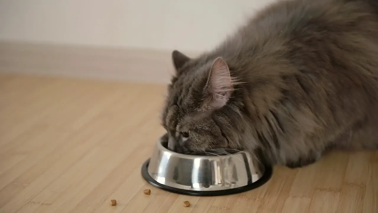 Close Up Of A Hungry Fluffy Grey Cat Eating Food From Metal Bowl At Home