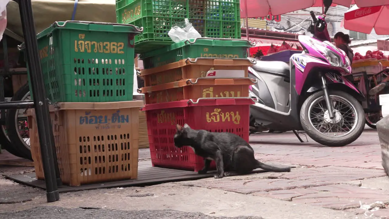 Black Cat on Dirty Streets of Chinatown in Bangkok Thailand