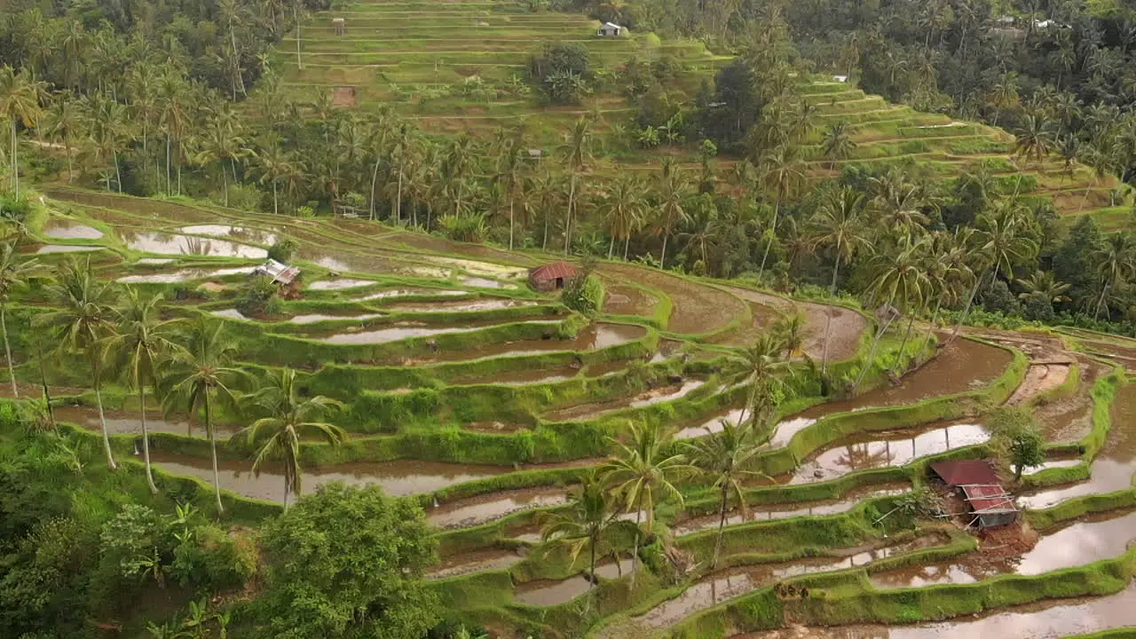 remote balinese village rich paddy fields covered with coconut trees