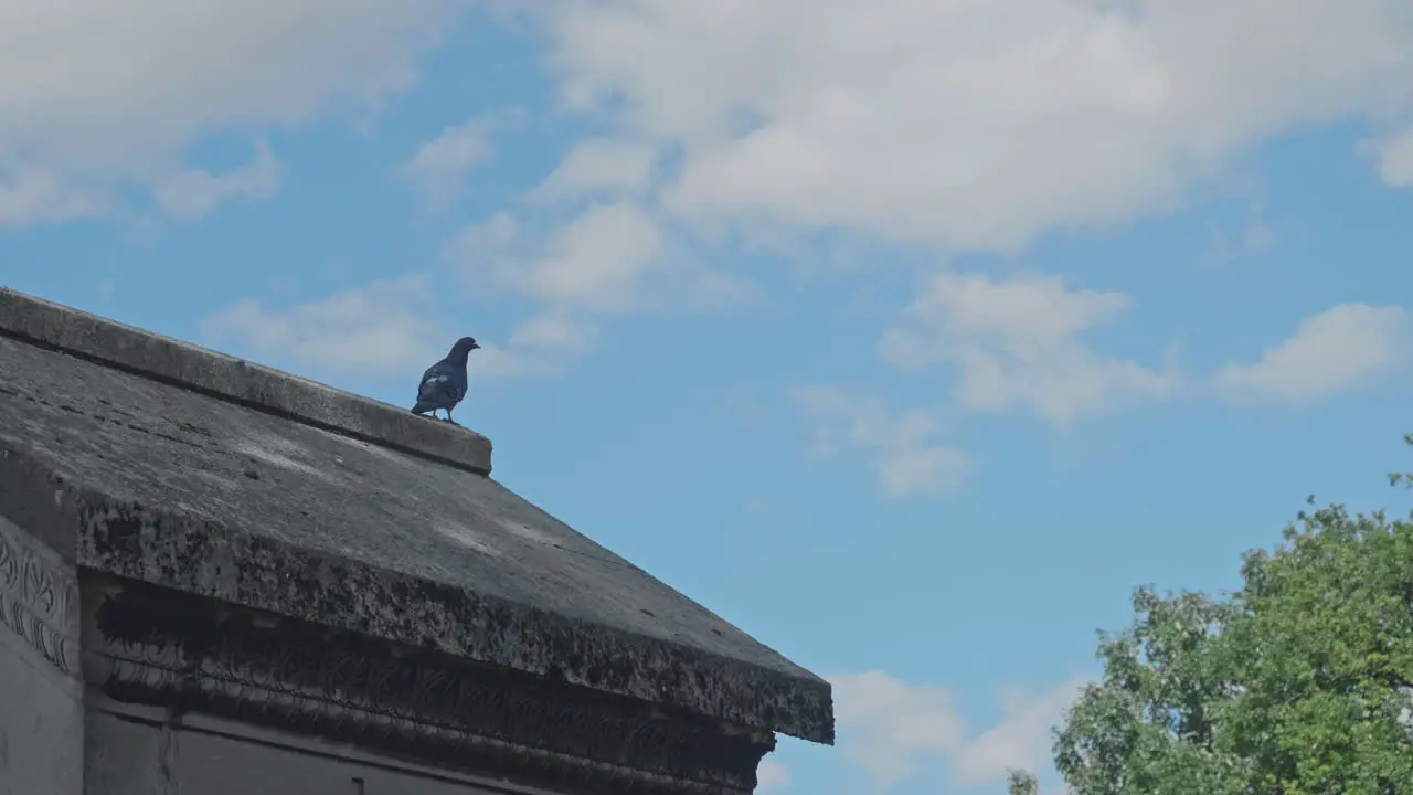 A pigeon sitting on the roof of a crypt and flying away