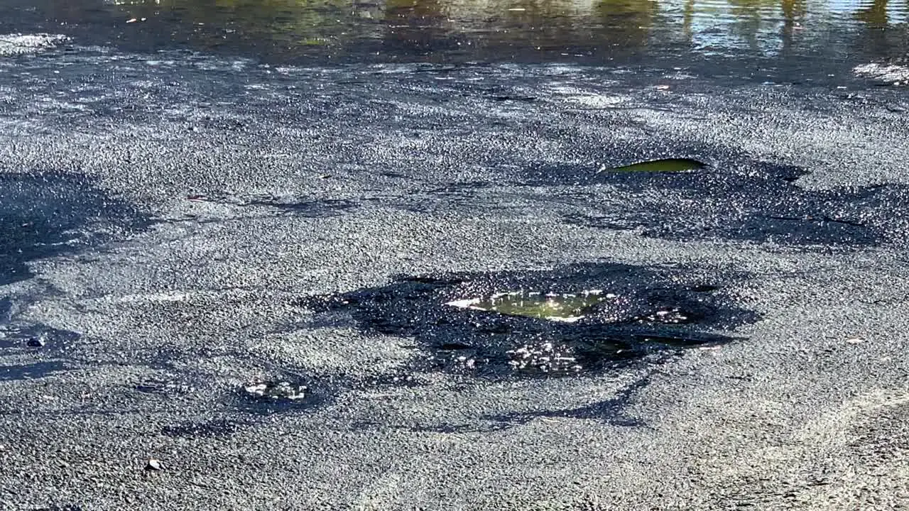 A giant lake pit where you can see active bubbling asphalt at the La Brea Tar Pits Museum in Los Angeles