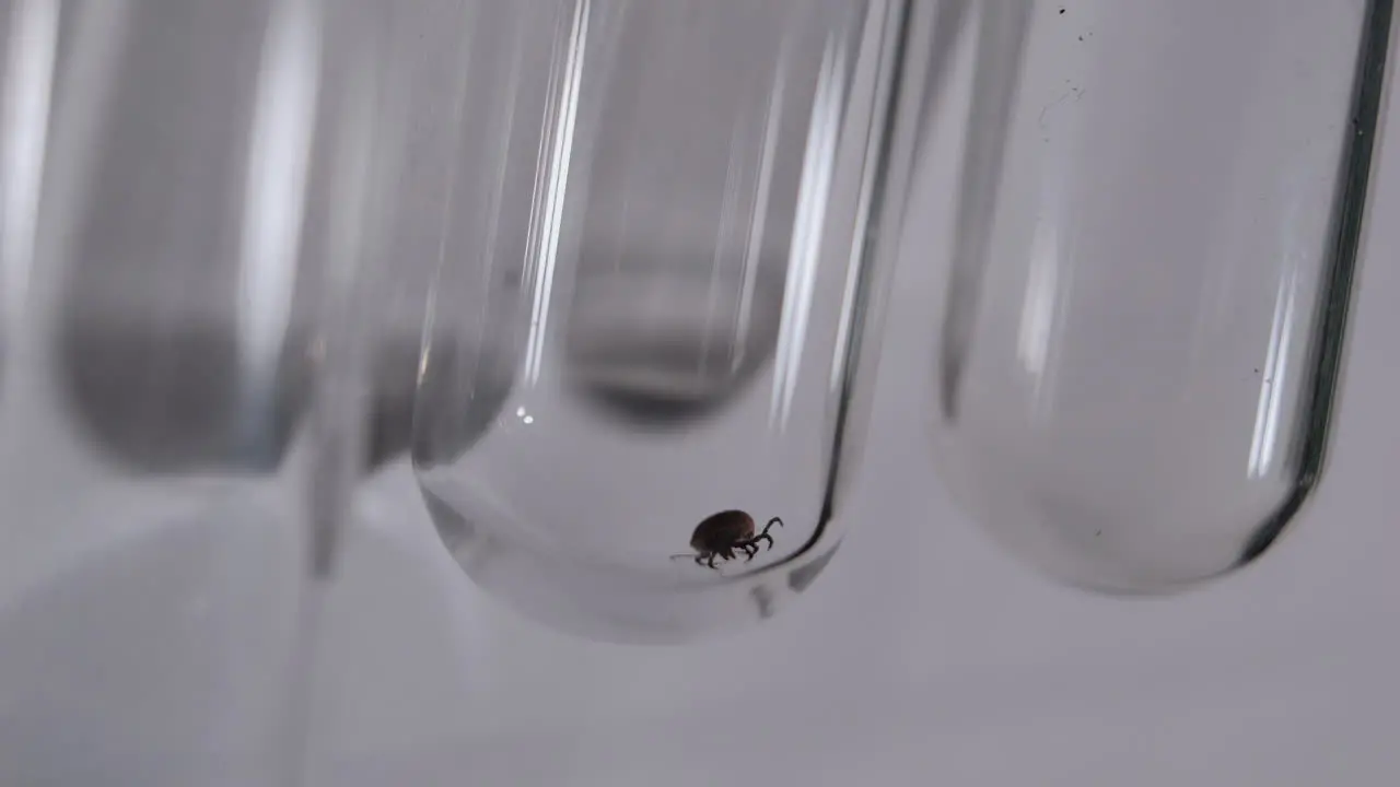 Test tube with tick being placed on test tube rack in laboratory