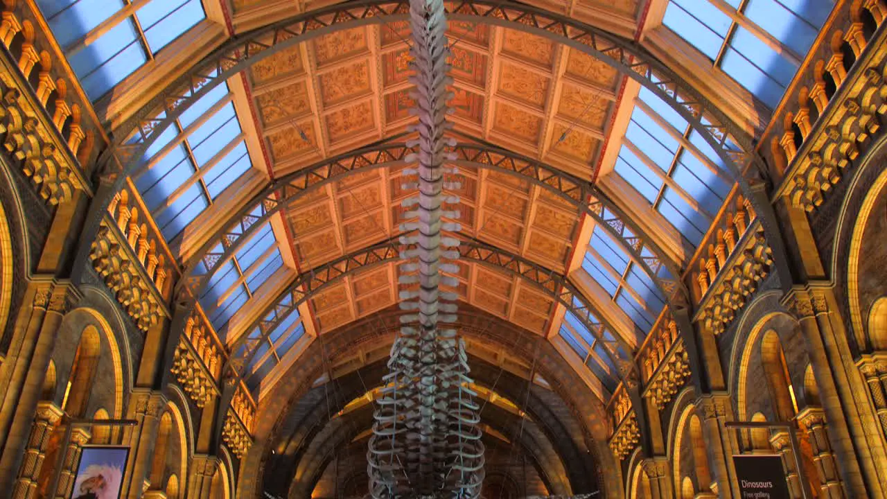 Young Blue Whale Skeleton Hanging Inside The Hintze Hall Of Natural History Museum In London UK