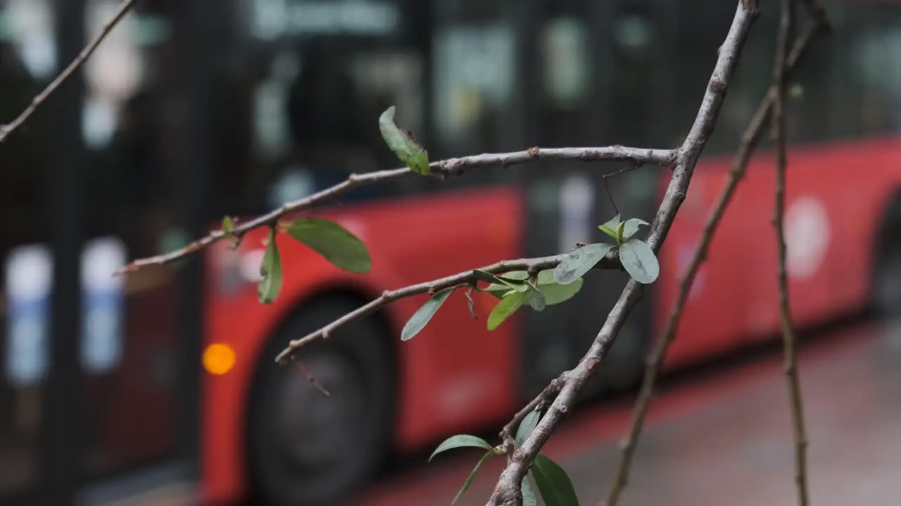 London Buses Driving by with Foliage in the Foreground