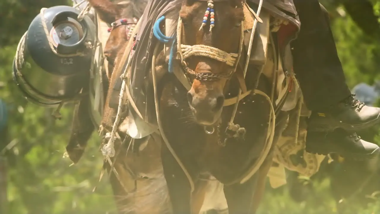 Front View Of A Mule Carrying Heavy Loads And People In Slow Motion