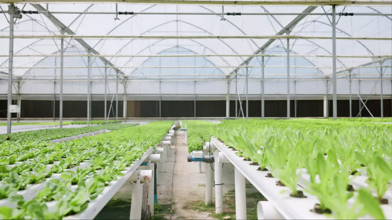 Hydroponic farm or plant science in greenhouse