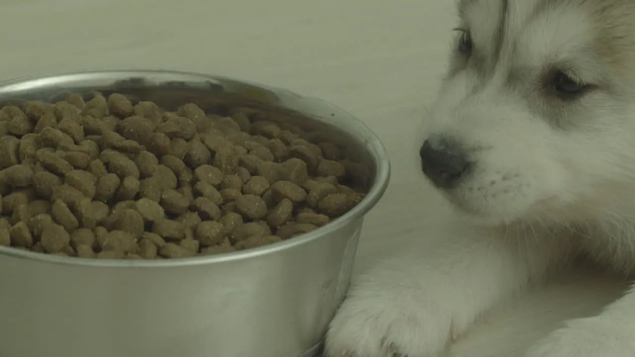 Husky lies and eats dog food from a metal bowl on the floor