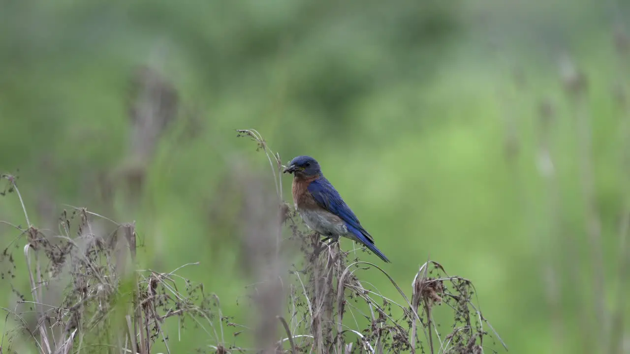 A blue bird with an insect in its beaks sitting on a dead plant in a field