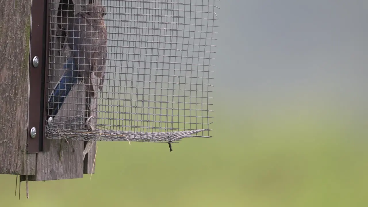 An eastern bluebird entering a nest box to feed its young on a sunny summer day