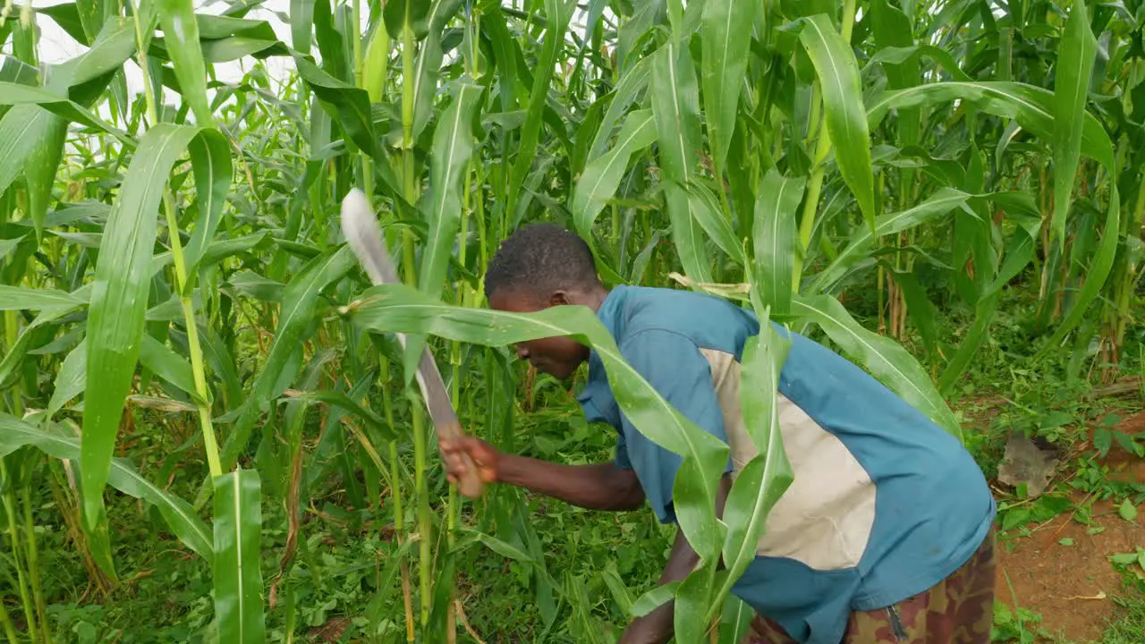 black african young male farmer harvesting mais korn in farm field plantation In ghana africa