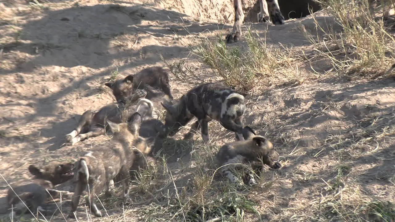 African wild dog puppies getting rowdy with each other and following mom