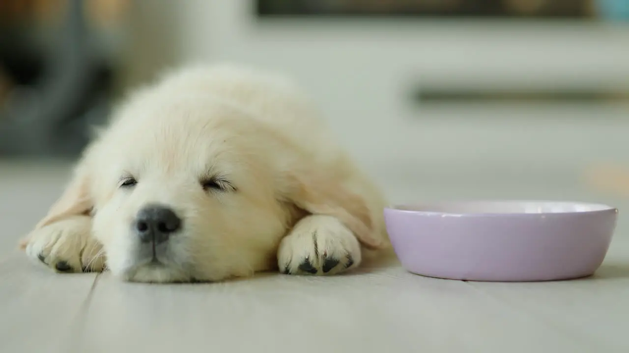 A small puppy naps on the floor near his bowl sees sweet dreams