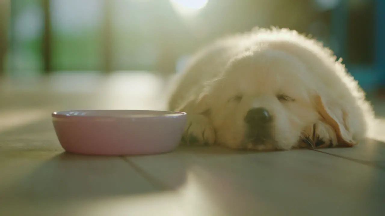 A cute little golden retriever puppy is napping near a bowl