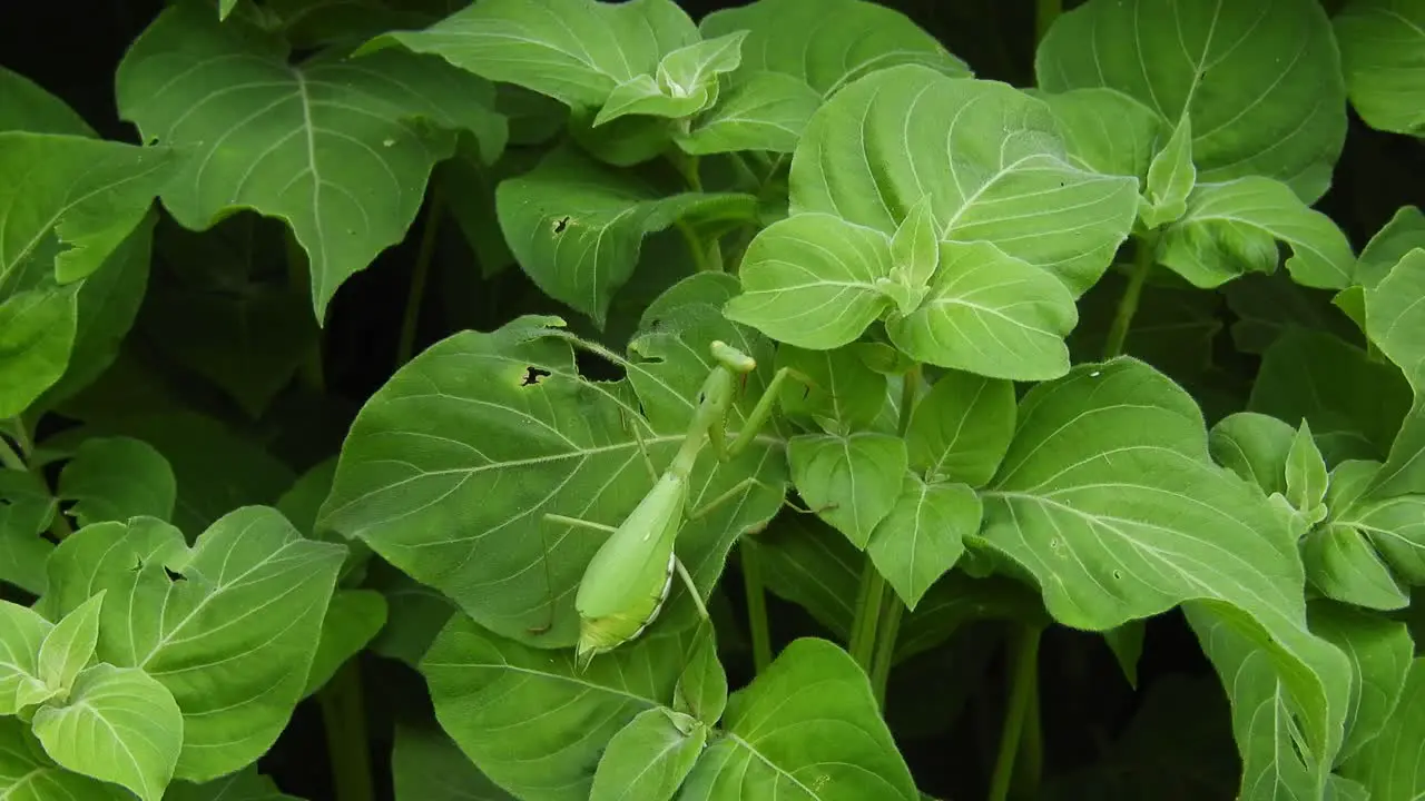 Pregnant female African green praying mantis among green leaves blowing gently in the wind predator insect hunting