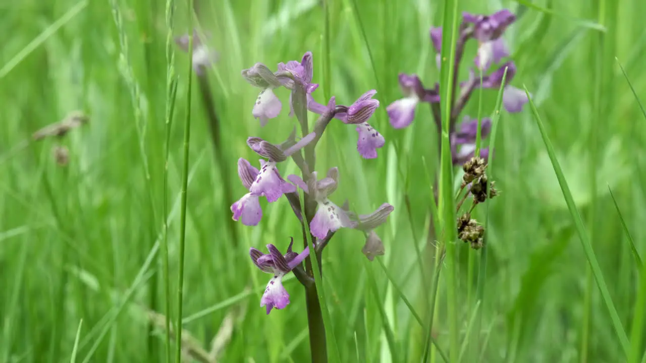 A Green Winged Orchid growing in lush green grasses in Worcestershire England