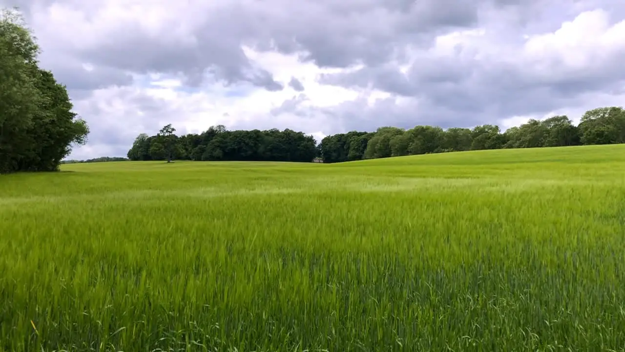 Natural green grass field being moved by the wind with a blue cloudy sky and some trees in the distance