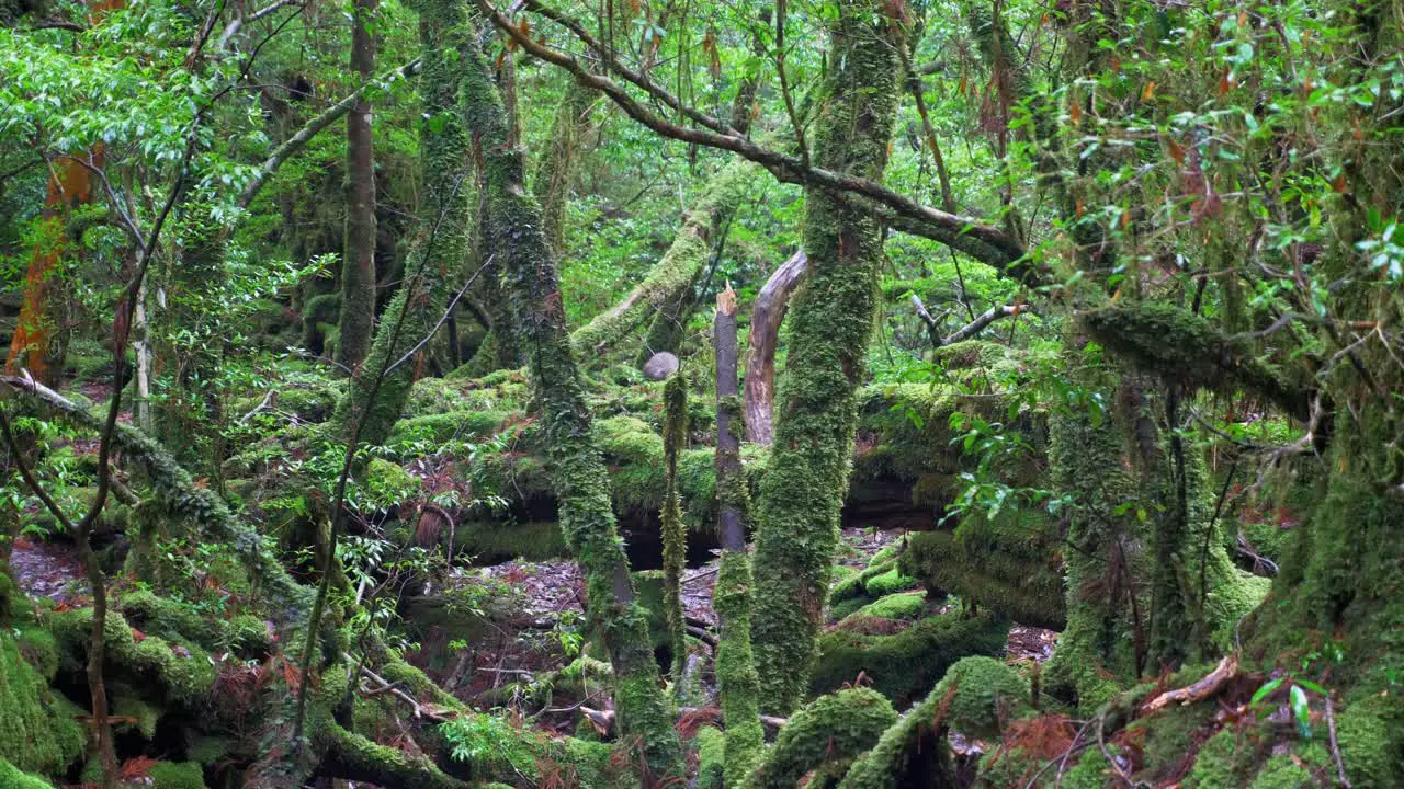 Monkey in Mononoke green forest  4k Slow