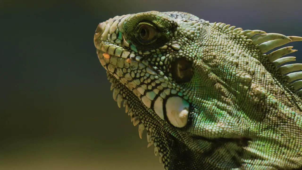 Extreme detailed close up on head of distinctive Green Iguana shallow DOF