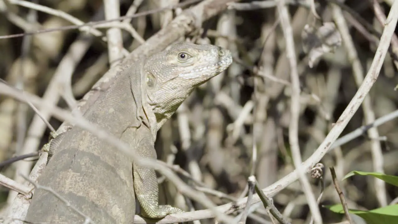 brown iguana resting on branches while looking back in slow motion