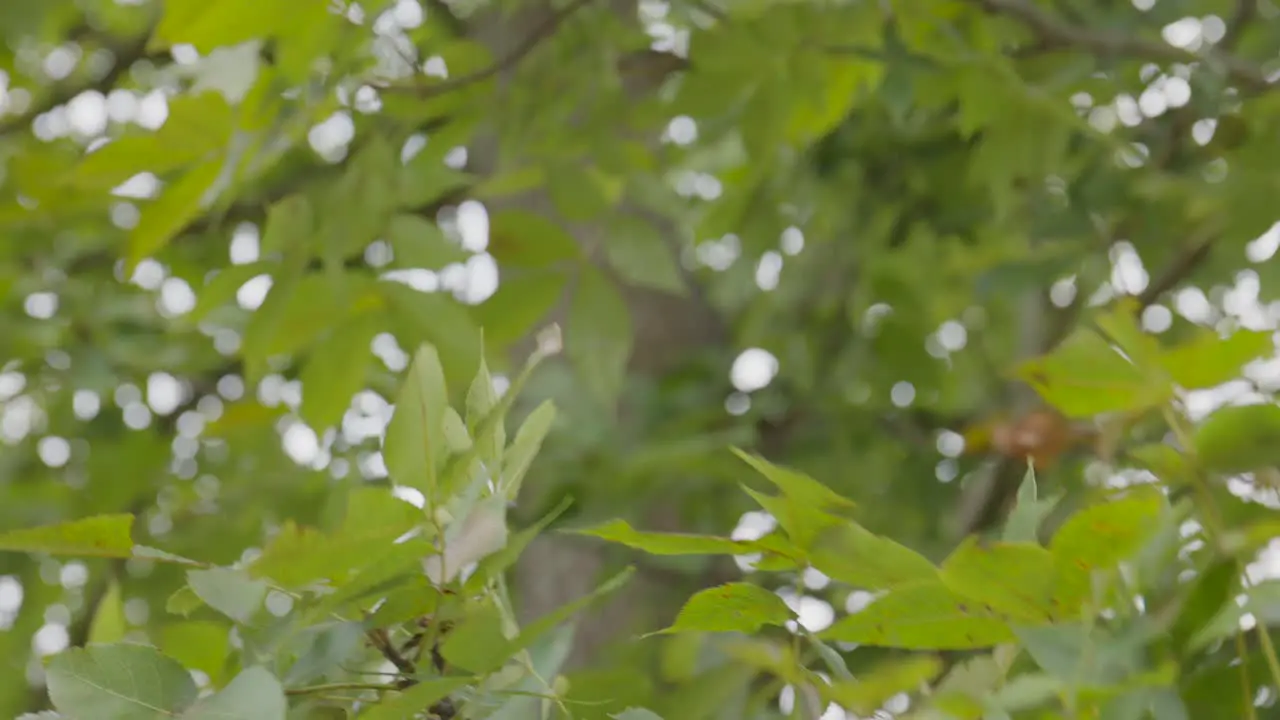 Peaceful wind blowing on tree's leaves while tilting up and climbing tree