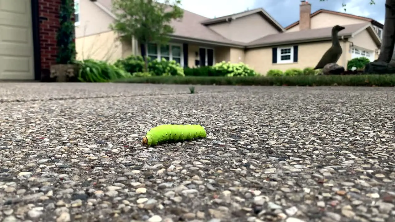 Caterpillar walking across a driveway low angle