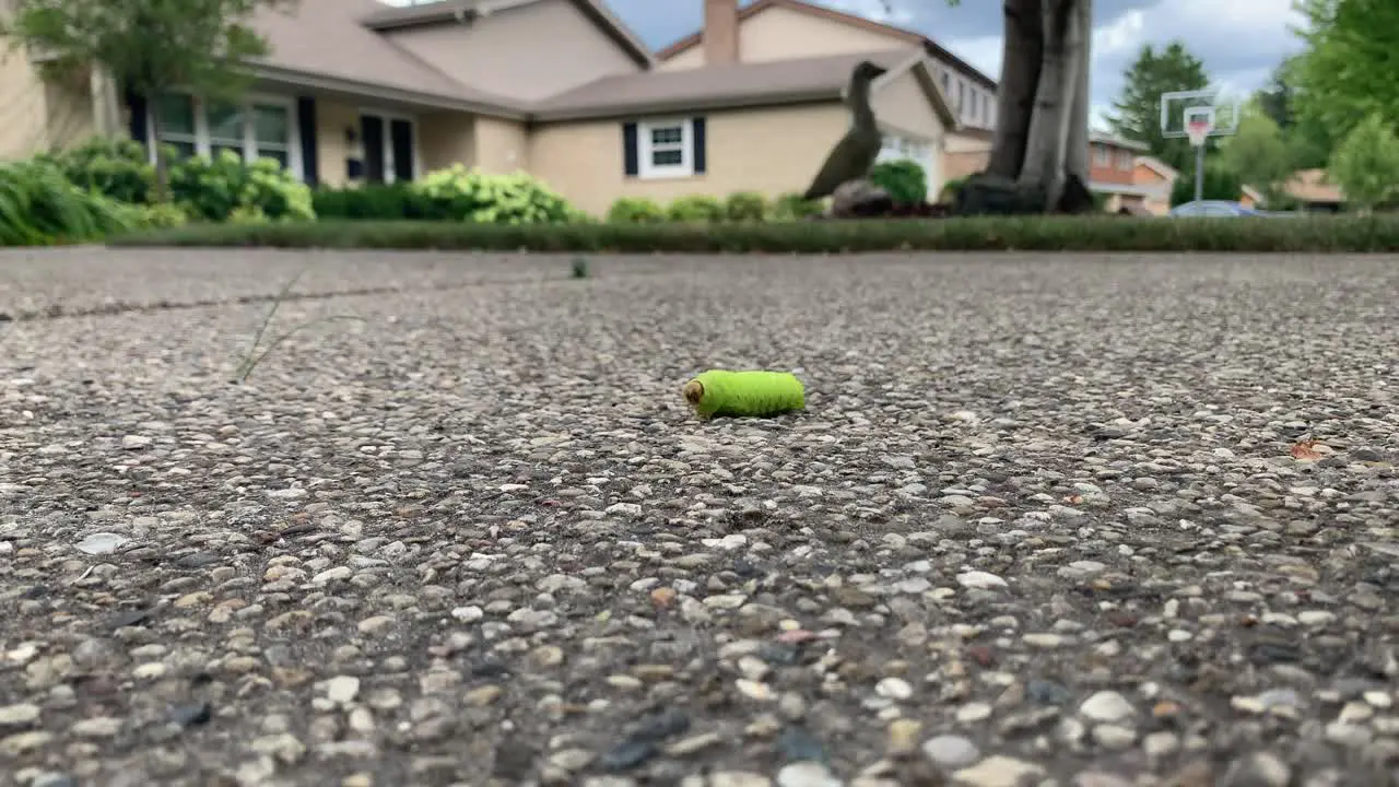 Green caterpillar walking across a driveway far away