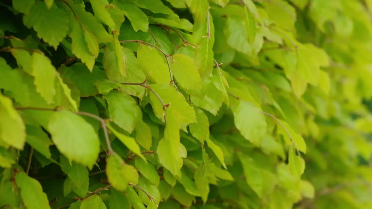 Fresh spring leaves on bush slow motion close up