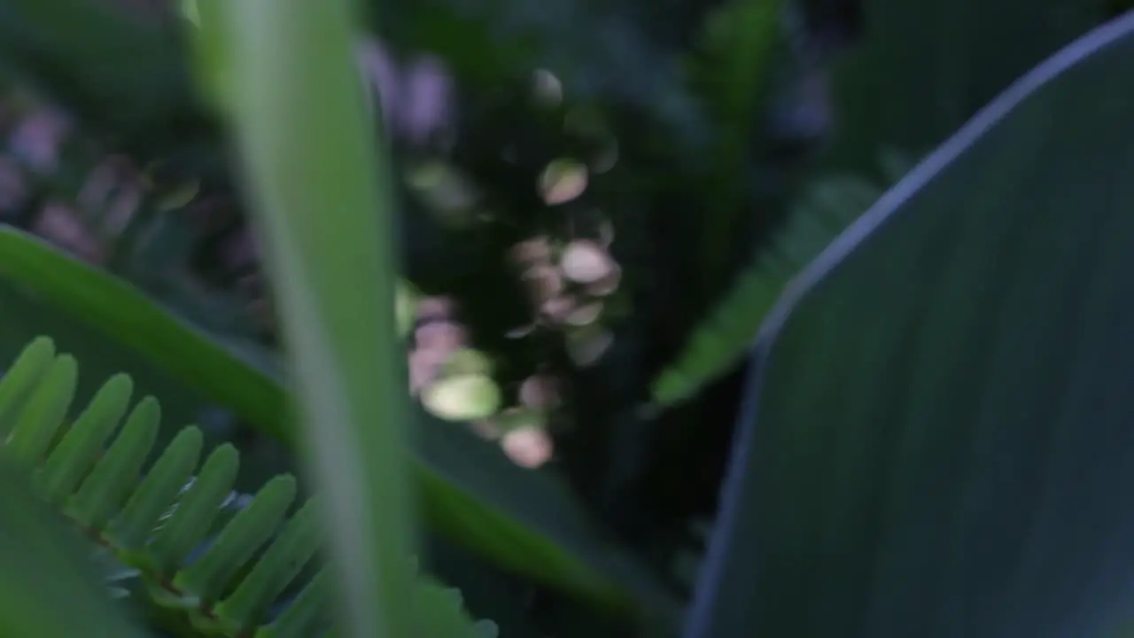 A focus pull in and out of green leaves