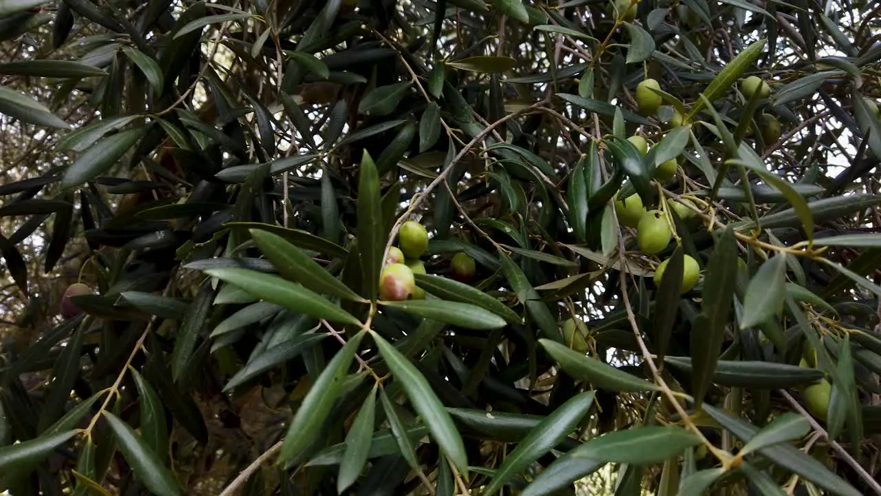 Ripe Green Olives on Leafy Tree Branches Close Up Handheld Detail