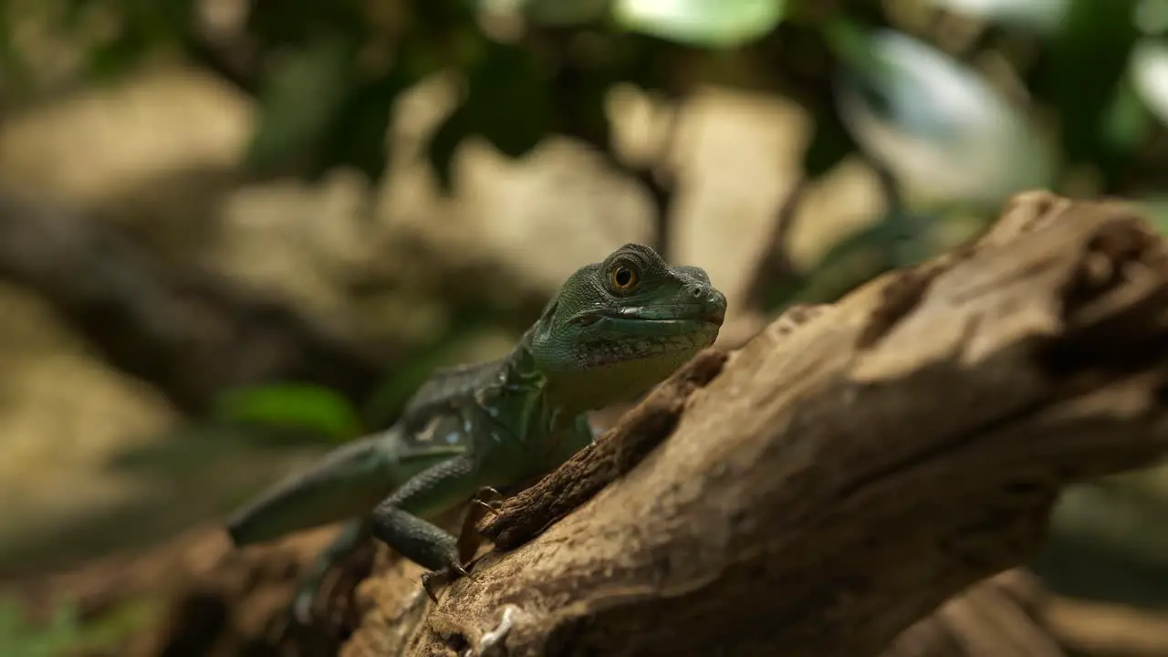 Reptile resting and looking around on a tree branch with foliage background