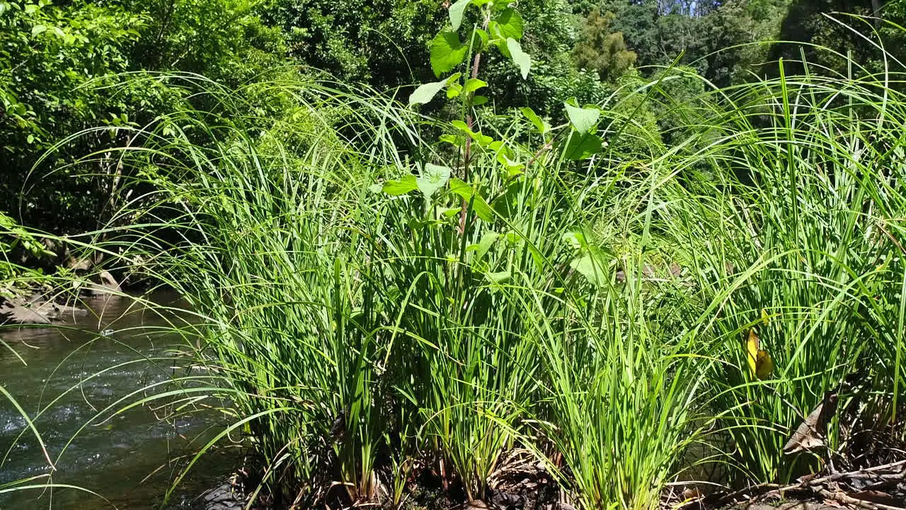 Water stream tight shot with contrasting green reeds