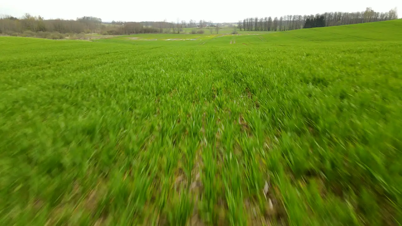 Fast drone flight over green rye fields in Pieszkowo Poland