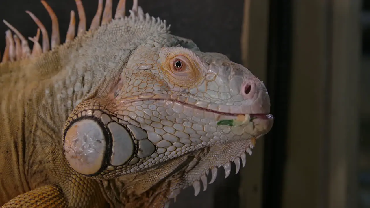 Green iguana close up side profile