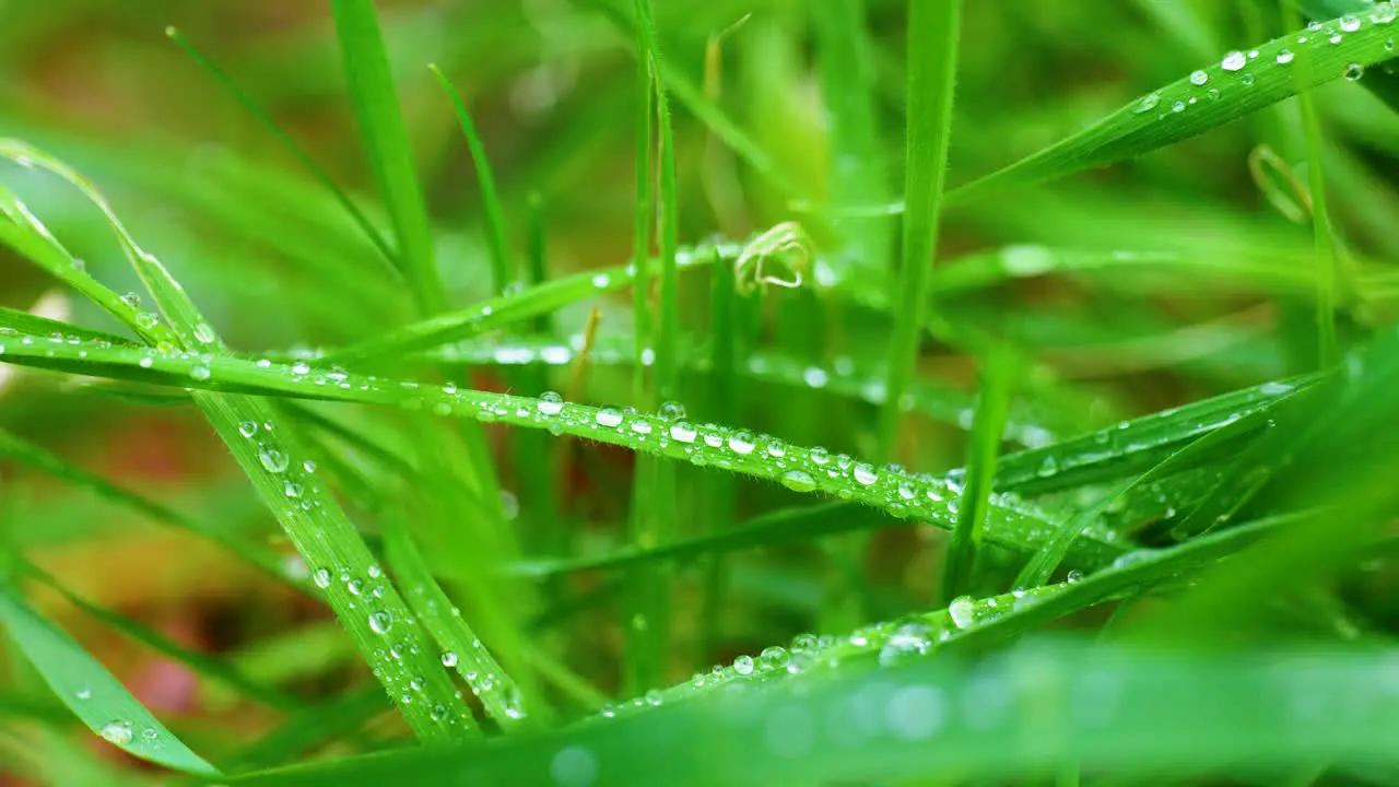 4K Cinematic macro shot of drops of water on some grass in the garden from up close