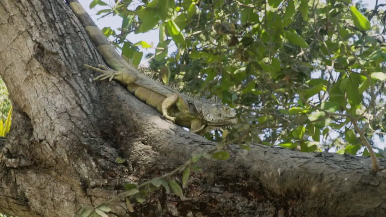 Green iguana walks down tree branch and stops to look around slow motion