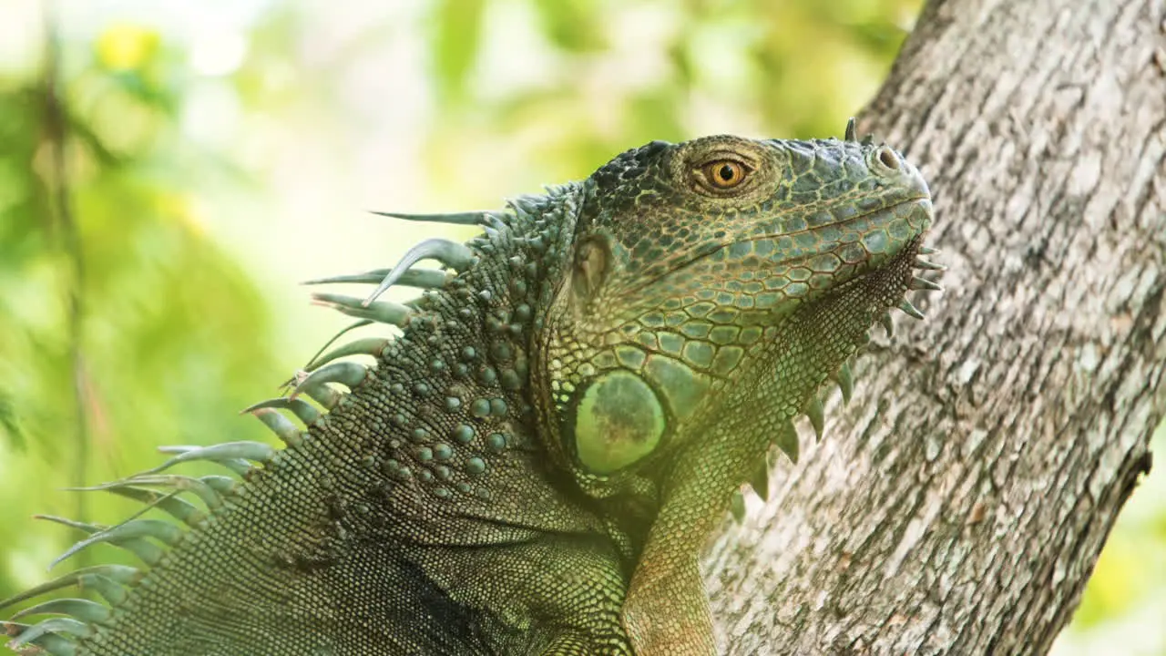 green alligator close up in costa rica wild natural jingle extreme detailed wildlife shoot