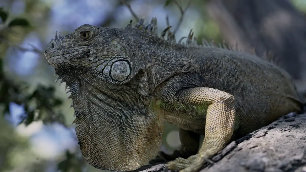 Close up panning around green iguana sitting on tree branch slow motion