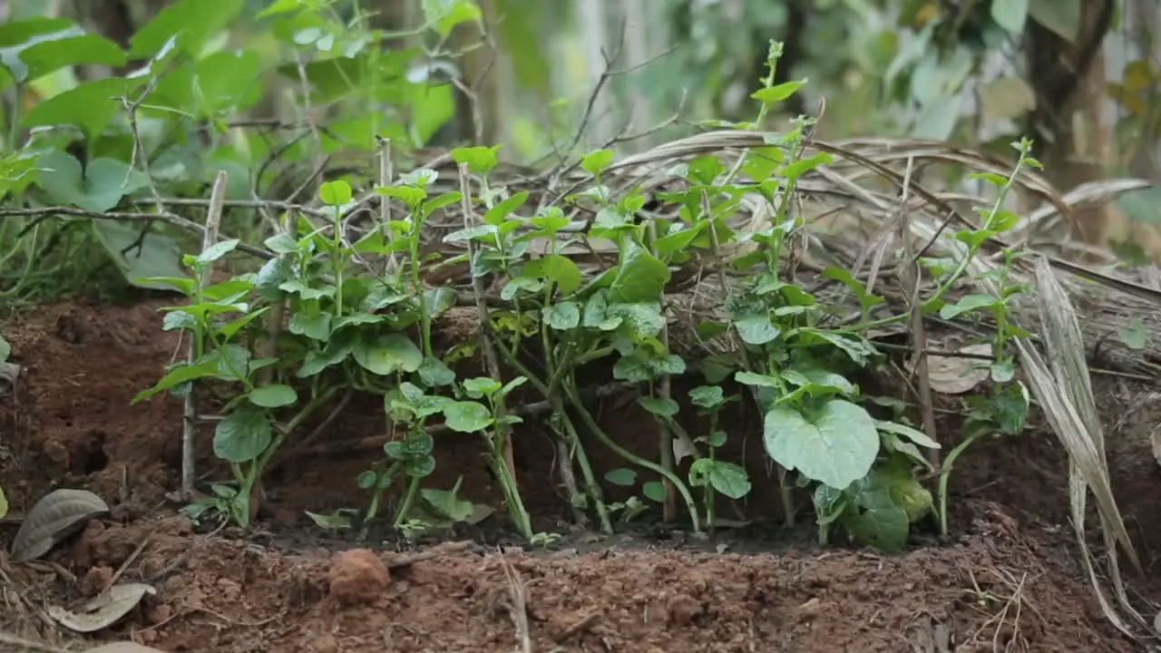 Spinach plant growing in the soil organic vegetable close up