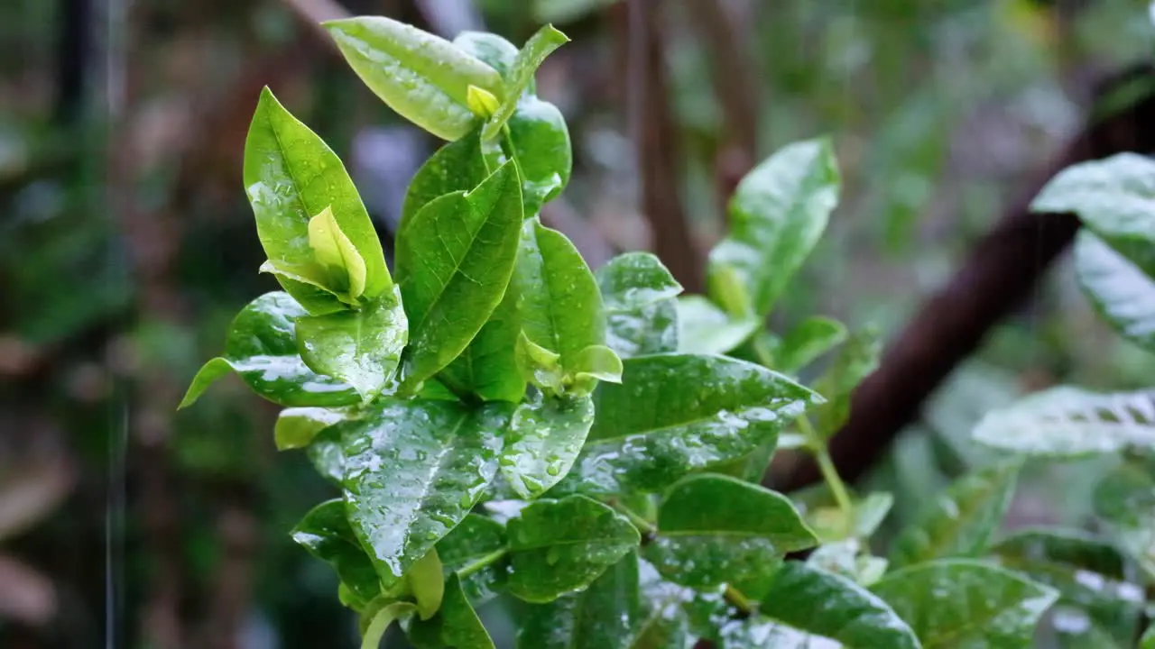 Green plant with wet leaves being splattered with water and raindrops during a raining downpour in the tropics on a tropical island