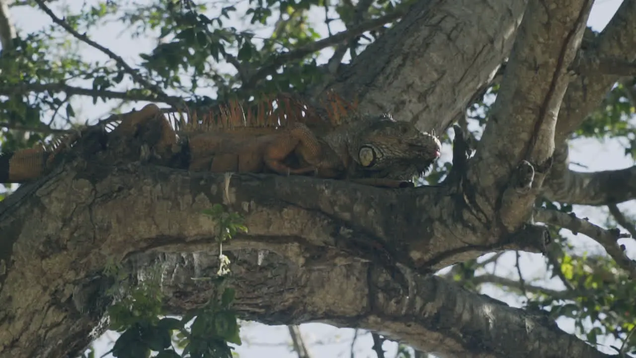 Green iguana sitting in tree branches sun bathing in Mexico