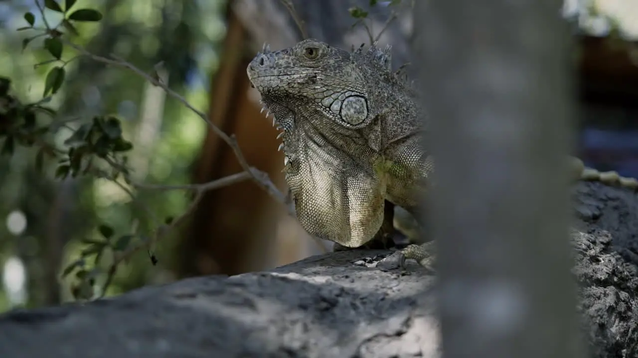 Tracking shot of green iguana sitting in tree branch on beach slow motion