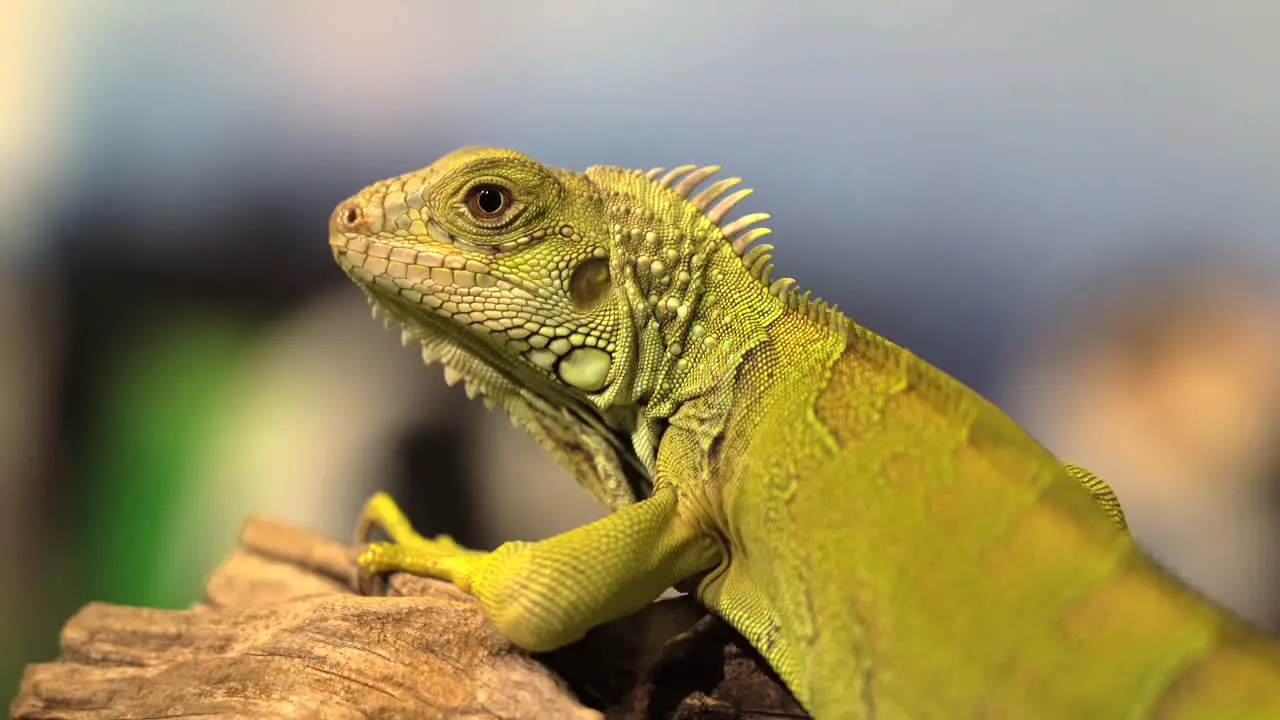 A portrait shot of an iguana resting on a branch with a nice blurry background