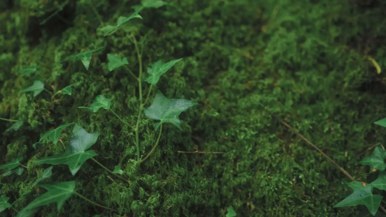 Moss and ivy on tree trunk in forest close up tracking shot