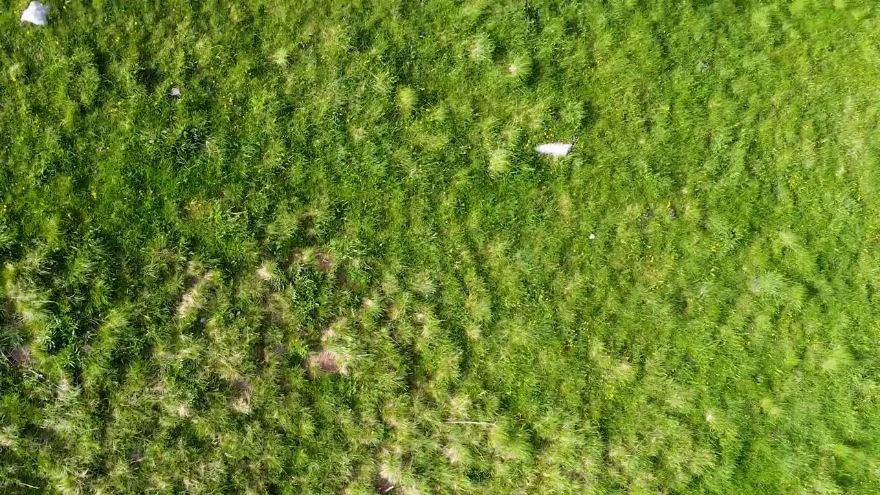 Aerial View of Cows in a Landscape