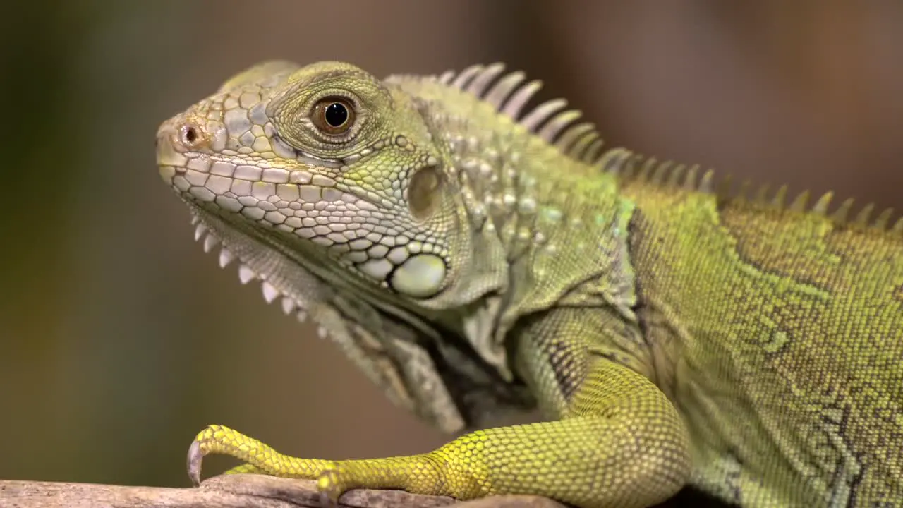 A portrait shot of an iguana resting on a branch with a nice blurry background-1